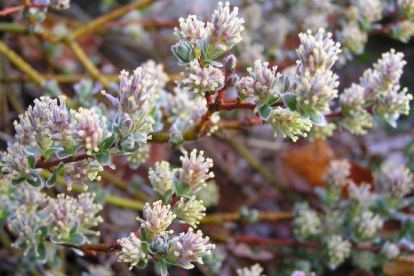 Paju (Salix finnmarchica) - pinnakatte paju