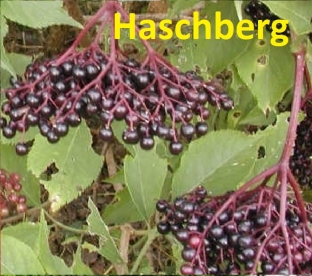 Must leeder ´Haschberg´ (Sambucus nigra) - Tellimisel