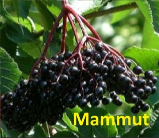 Must leeder ´Mammut´ (Sambucus nigra) - Tellimisel