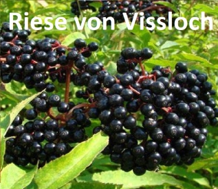 Must leeder ´Reise aus Vosslock´ (Sambucus nigra) - Tellimisel