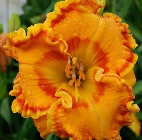 Päevaliilia ´Santa Crus` (Hemerocallis)