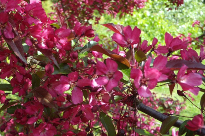 Sargenti õunapuu ´Atropurpurea´ (Malus sargentii)