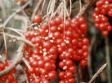 Hiina sidrunväändik (Schisandra chinensis)