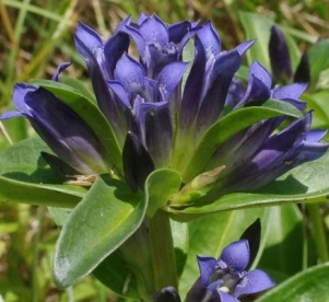 Südame emajuur (Gentiana cruciata)