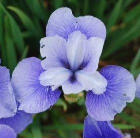 Siberi võhumõõk  ´Seneca Feather Dancer´ (Iris sibirica)