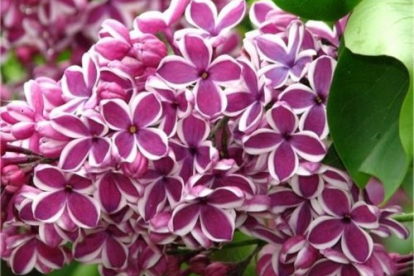 Harilik sitrel ´Sensatsion´ (Syringa vulgaris)