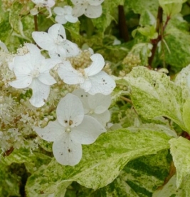 Aedhortensia `Shikoku Flash` (Hydrangea paniculata) - saab saata kulleriga või kohapealt