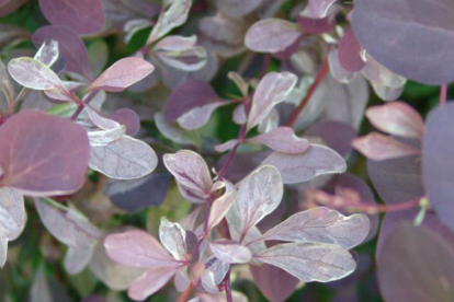 Ottawa kukerpuu ´Silver Miles´ (Berberis) - tellimisel