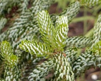 Korea nulg ´Silver Show´ (Abies koreana)