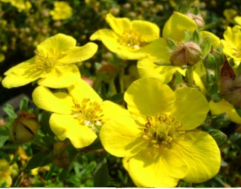 Põõsasmaran ´Sommerflore´ (Potentilla fruticosa)