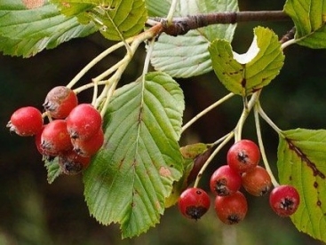 Valge tuhkpihlaka (Aria edulis) ja Harilik lepppihlakas (Alniaria alnifolia) hübriid - kuni 70 cm kõrge istik