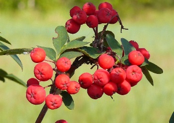 Pozdnjakovi pihltuhkpuu (Sorbocotoneaster pozdnjakovii)