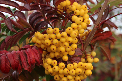 Pihlakas ´Joseph Rock´ (Sorbus)