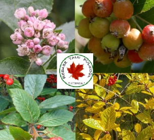 Pihlaka liik nimeta (Sorbus * ambigua)