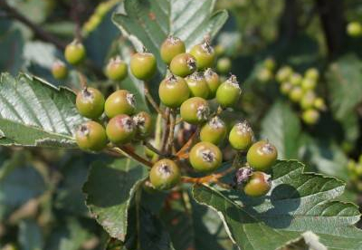 Tuhkpihlakas ´Gigantea´ (Sorbus aria)