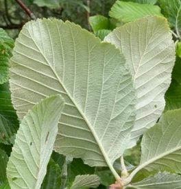 Valge tuhkpihlaka hübriid ´Töö´ (Aria edulis) - 0,5 m okulaat. Haruldane