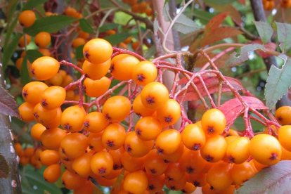 Pihlakas ´Autumn Spire´ syn. ´Flanrock´ (Sorbus) - saadaval alates august 2020