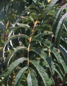 Pihlaka sordi ´Chinese Lace´ seemik (Sorbus aucuparia) - poogitud