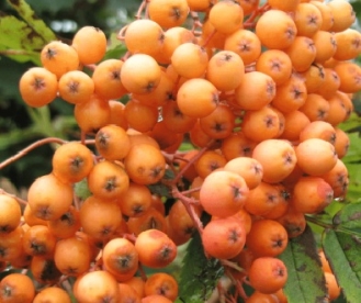 Pihlakas ´Coral Beauty´ (Sorbus)