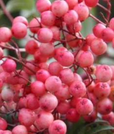 Pihlakas ´Coral Pink´ (Sorbus)