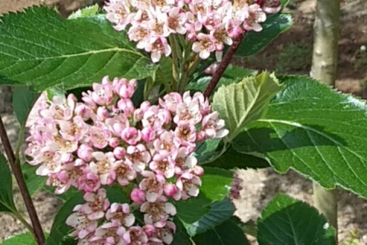 Hosti pihlakas (Sorbus hostii)