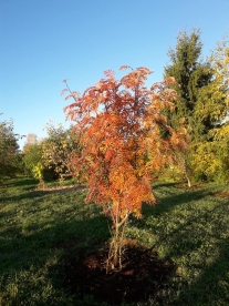 Londoni pihlakas (Sorbus kewensis)