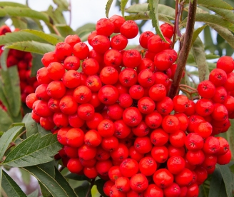 Meinichi hõlmpihlakas (Hedlundia meinichii)