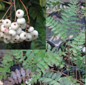 Pratti pihlakas (Sorbus prattii)