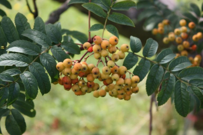 Ruske pihlakas (Sorbus rufoferruginea)