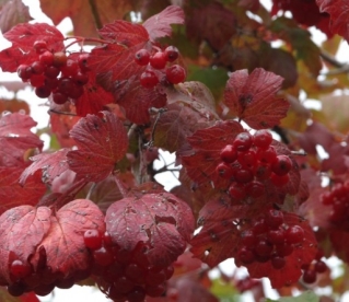 Hariliku lodjapuu ja Sargenti lodjapuu hübriid ´Souzga´ (Viburnum opulus x V. sargentii) - Suureviljaline - Tellimisel