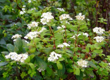Vitsenelas (Spiraea myrtilloides)