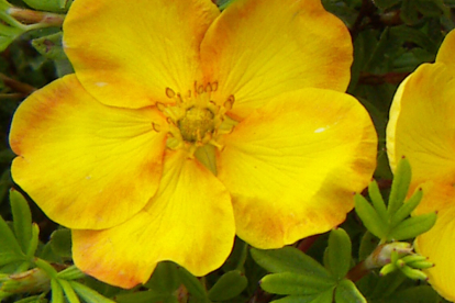 Põõsasmaran ´Sunset´ (Potentilla fruticosa)