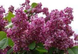 Sirel ´Bogdans Hmeļņickis´ (Syringa vulgaris) - tellimisel