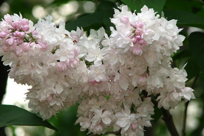 Sirel ´Krasavitsa Moskvy´ (Syringa vulgaris)