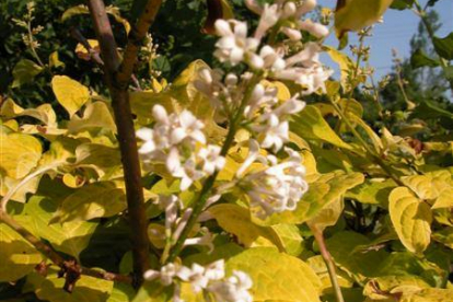 Villane sirel ´Aurea´ (Syringa villosa)