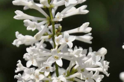 Henry sirel ´Tammelan kaunotar´ (Syringa * henry) - Noortaim 2021