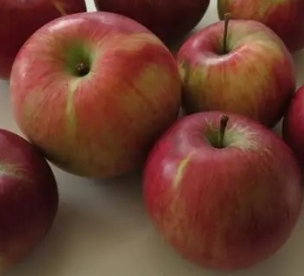 Aed õunapuu ´Tartu Roosõun´ (Malus domestica)  - 0.5 m okulaat