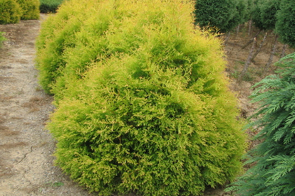 Harilik elupuu ´Rheingold´ (Thuja occidentalis)