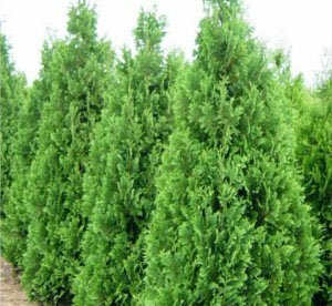 Harilik elupuu ´Spiralis´ (Thuja occidentalis)