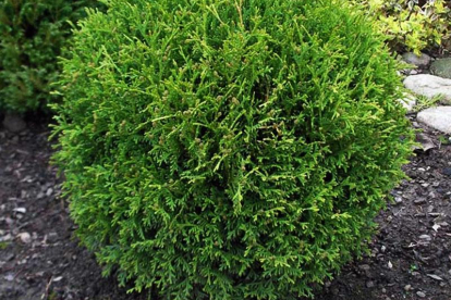 Harilik elupuu ´Little Gem´ (Thuja occidentalis)