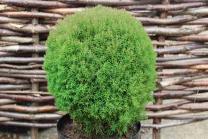 Harilik elupuu ´Teddy´ (Thuja occidentalis)