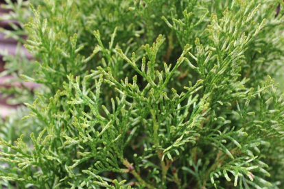 Harilik elupuu ´White Smaraght´ (Thuja occidentalis)