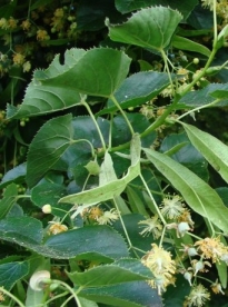 Läikleheline pärn (Tilia ×euchlora)
