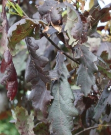 Harilik tamm ´Timuki´ (Quercus robur) - Tellimisel