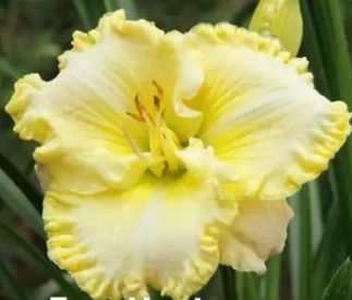 Päevaliilia ´Trendy Design´ (Hemerocallis)