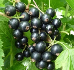 Must sõstar ´Ceresneva´  (Ribes nigrum)