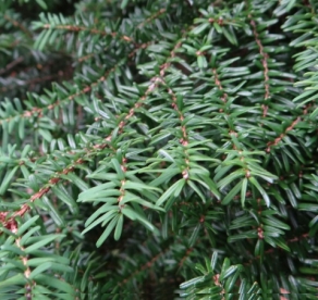 Erikokkaline tsuuga (Tsuga diversifolia)