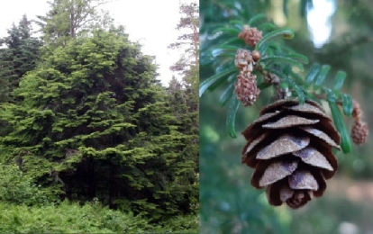 Eriokkaline tsuuga (Tsuuga diversifolia)