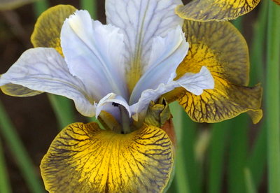 Siberi võhumõõk ´uncorked´ (Iris sibirica)