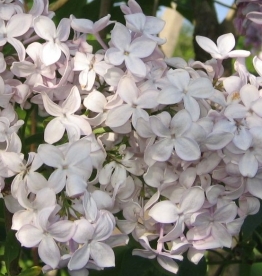 Harilik sirel ´Vaiga´ (Syringa vulgris)